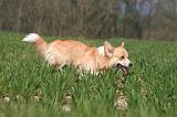 CORGI PEMBROKE 1324
